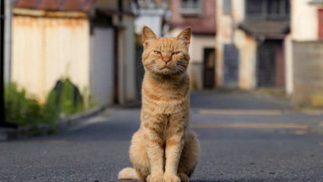 gatto arancione nell'isola