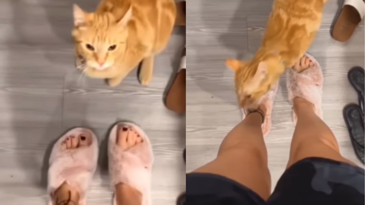 gatti arancione