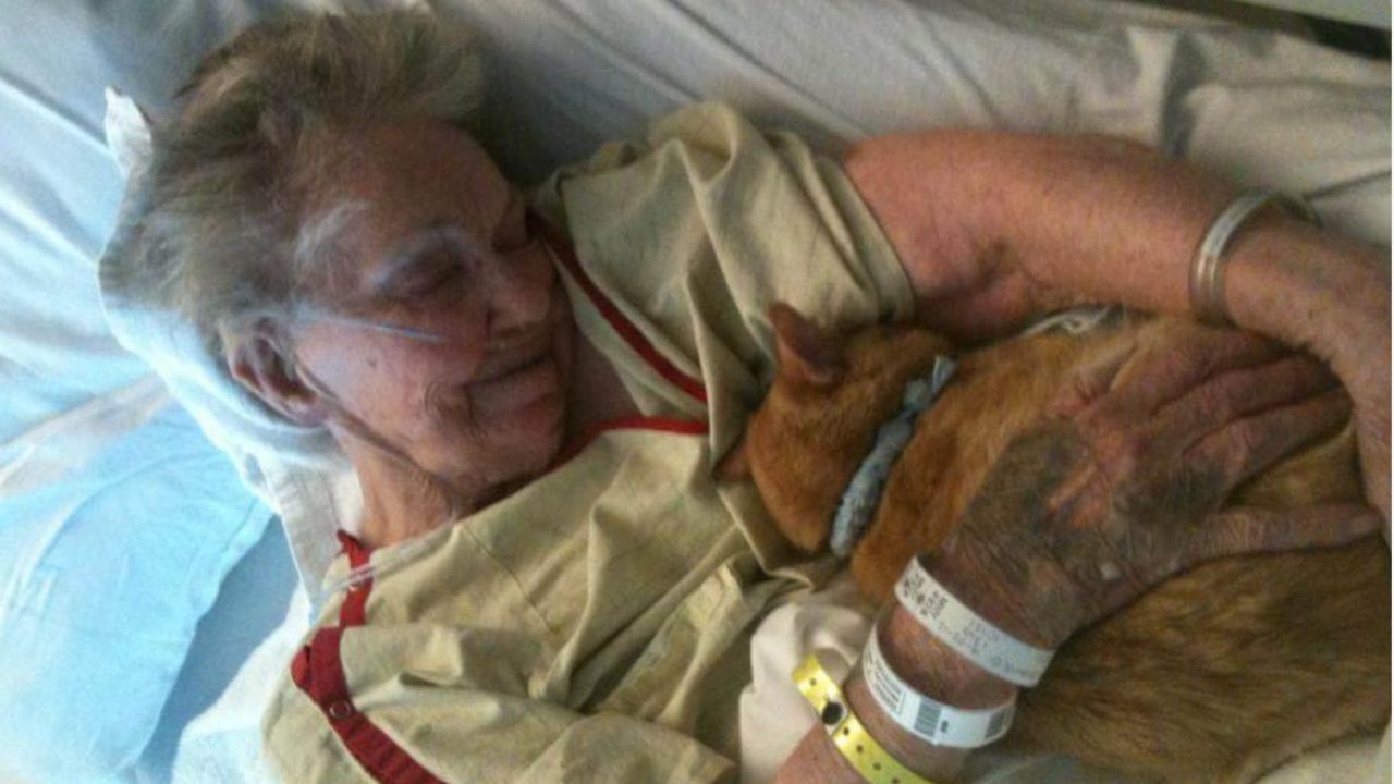 gatto arancione abbraccia donna anziana