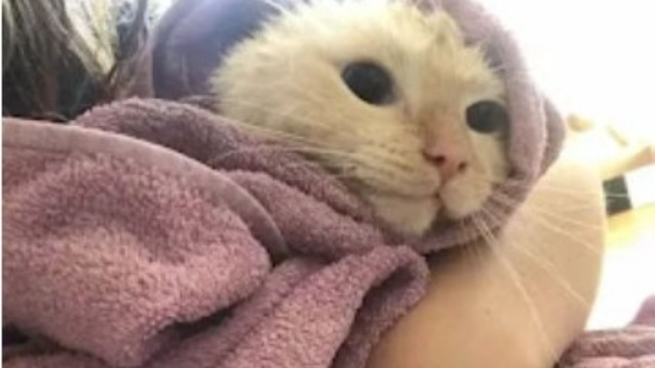 gatto avvolto nell'asciugamano