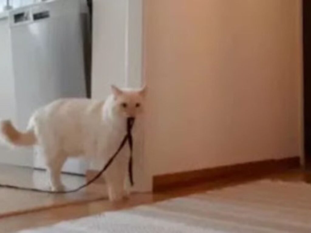 gatto bianco in piedi