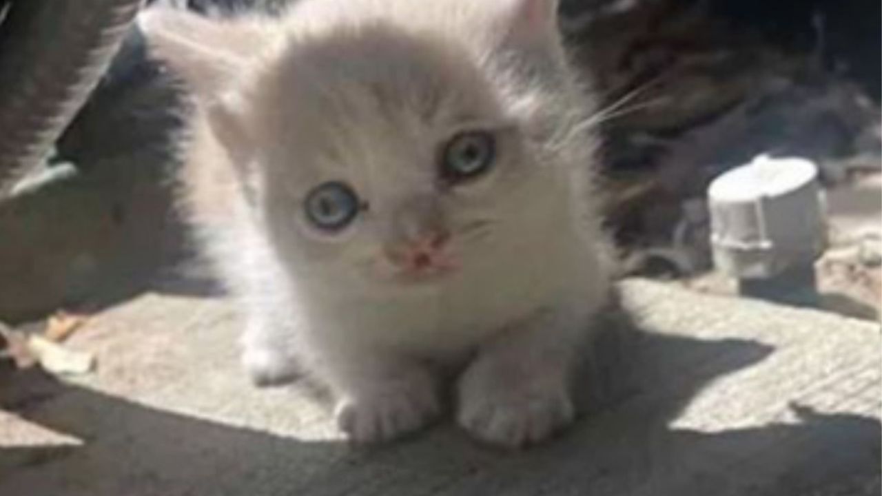 gatto bianco con occhi azzurri accucciato