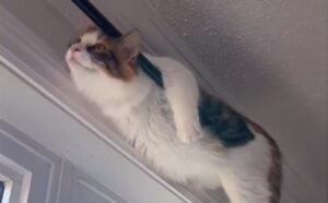 Il gatto bicolore trova la posizione perfetta per scrutare la situazione dall’alto (VIDEO)