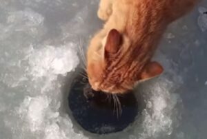 Il gatto si avvicina ad un pesce e gli fa pagare a caro prezzo la sua curiosità (VIDEO)