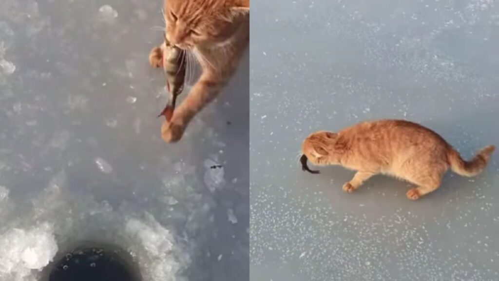 gatto caccia pesce