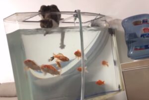 Il gattino cerca di catturare i pesci nell’acquario, ma qualcosa non va come aveva previsto (VIDEO)