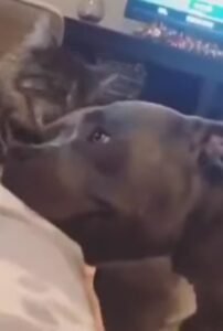 Questo gatto voleva dare un bacino al suo amico Pit Bull: i loro gesti sono tutti da guardare (VIDEO)