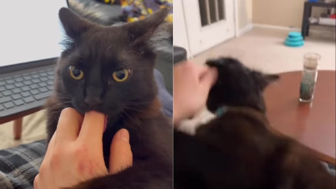 gatto usa dita come ciuccio