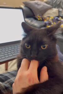 Il gattino adora usare il dito del suo padrone come un ciuccio e non vorrebbe mai separarsene (VIDEO)