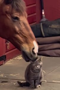 Questo gattino e il suo grande amico cavallo amano passare il tempo a coccolarsi. La scena vi farà commuovere (VIDEO)