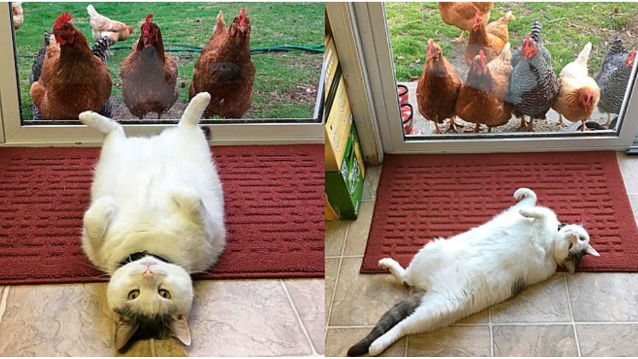 gatto con le galline