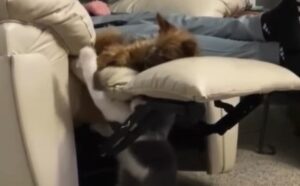 cane sul divano