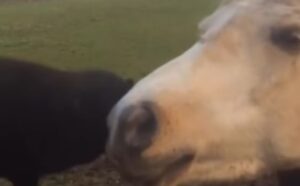 Il gatto e il pony: due amici improbabili che si amano alla follia (VIDEO)