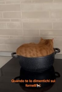La padrona dimentica il gatto sui fornelli, la trasformazione lascia senza parole (VIDEO)