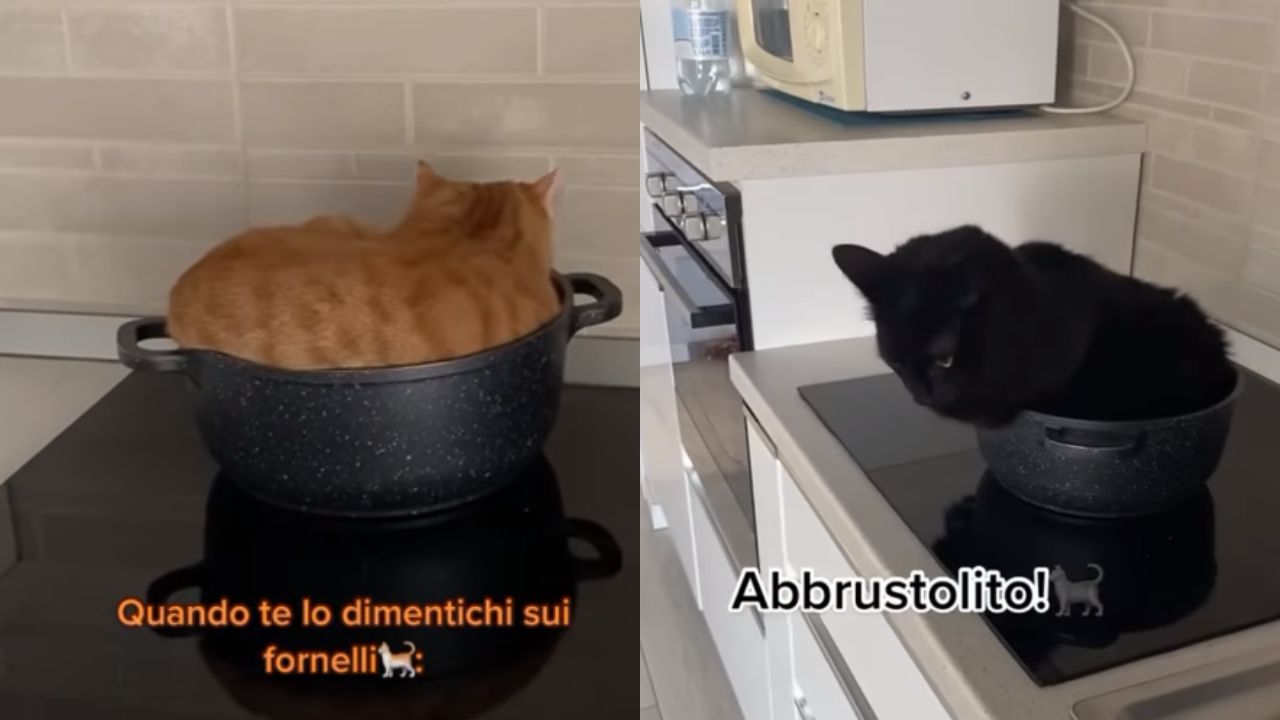 gatto sui fornelli