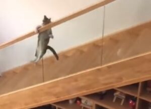 Il simpatico gattino ama giocare con il corrimano lungo le scale di casa (VIDEO)