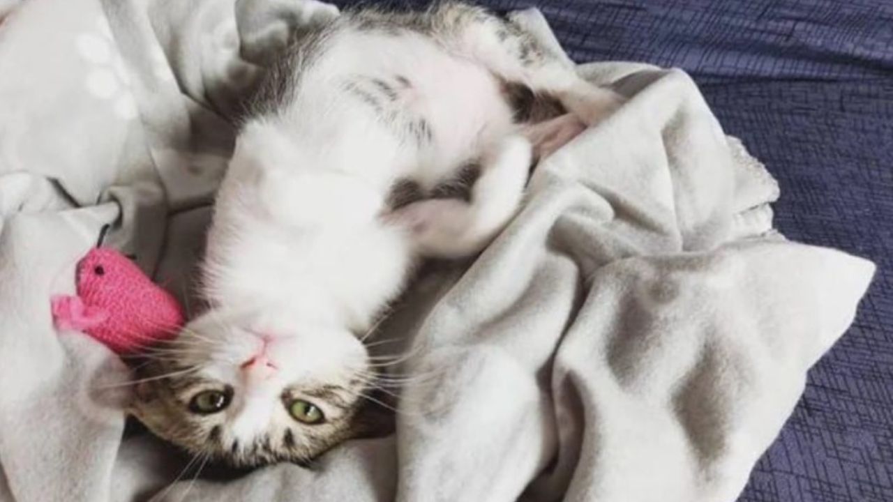 gatto su una coperta