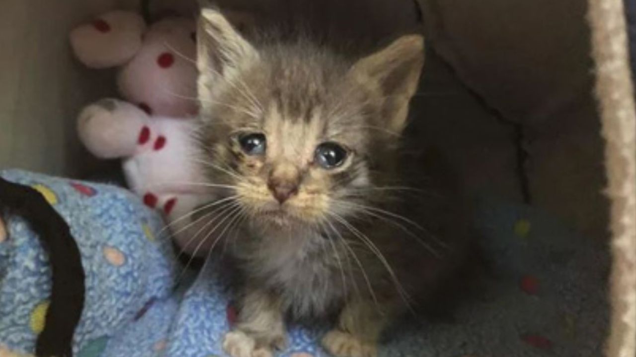 gatto in mezzo alle coperte