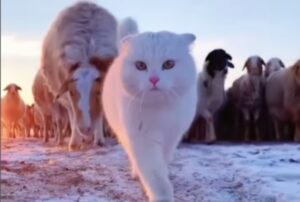 Questo è il primo gattino guardiano di pecore che vedrete, la scena è surreale (VIDEO)