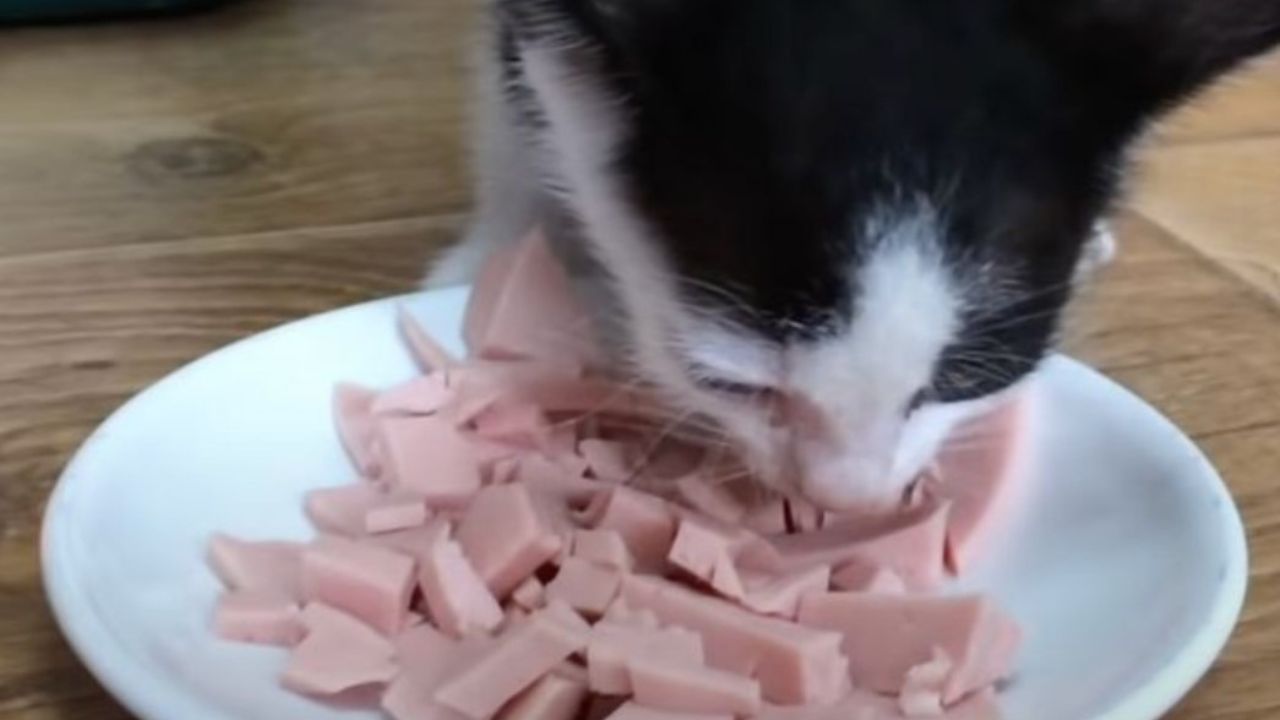 gatto mangia mortadella