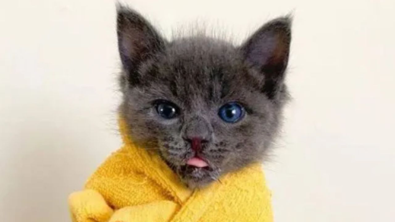 gatto grigio con occhi azzurri