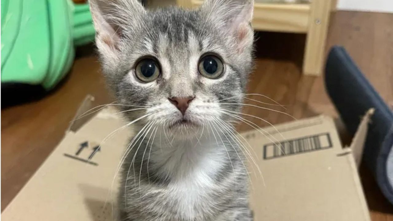 gatto grigio dentro la scatola