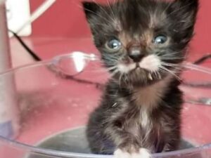 Francesco, il gattino che lotta con tenacia per la sua sopravvivenza