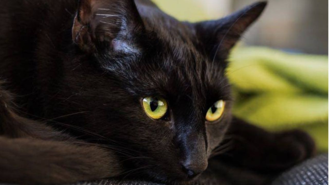 gatto nero con gli occhi verdi