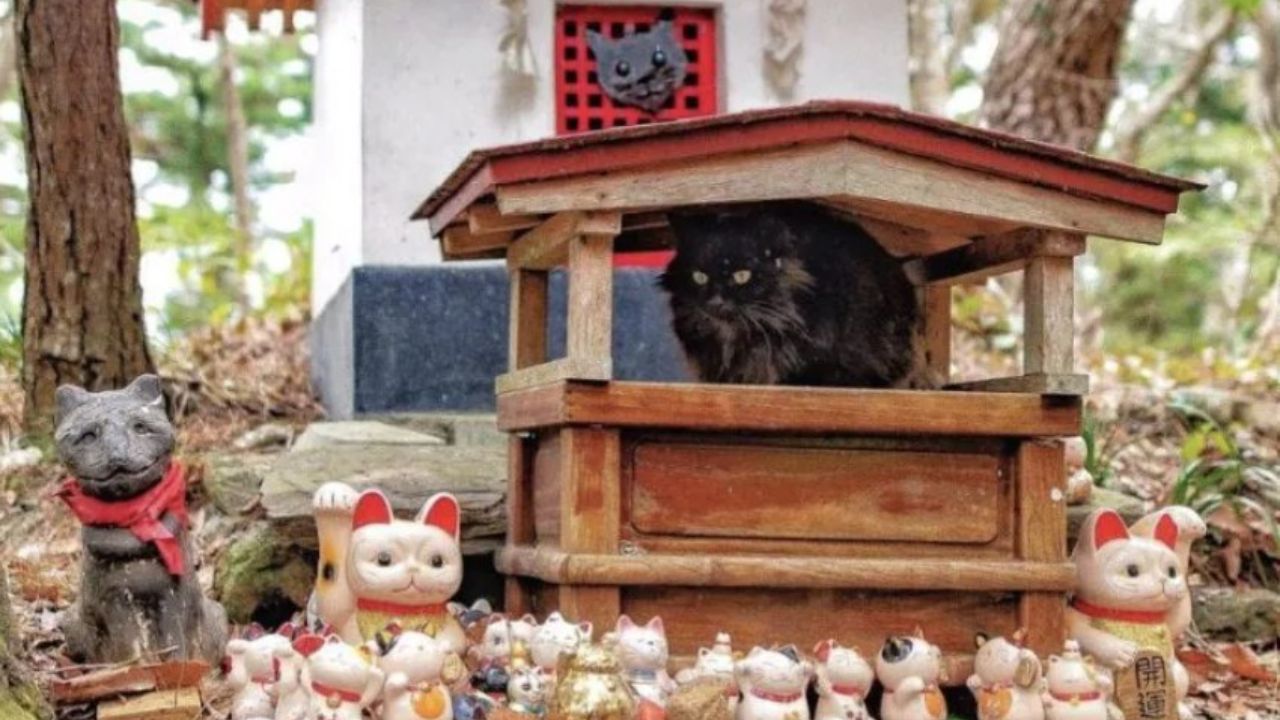 gatto nero nel tempio