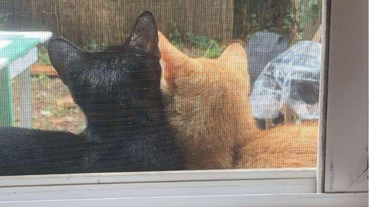 Gatti vicini alla finestra 