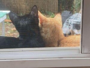 gatti sul davanzale della finestra