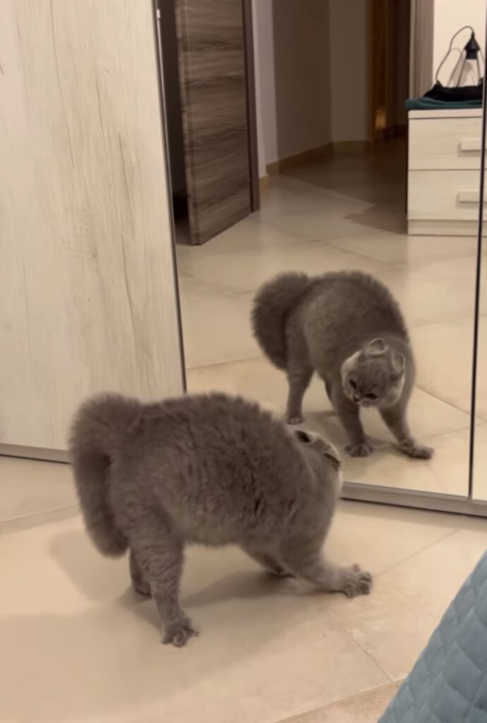 gatto contro riflesso