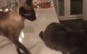 Il gatto segue le indicazioni della padrona per fare uno scherzo al fratello (VIDEO)