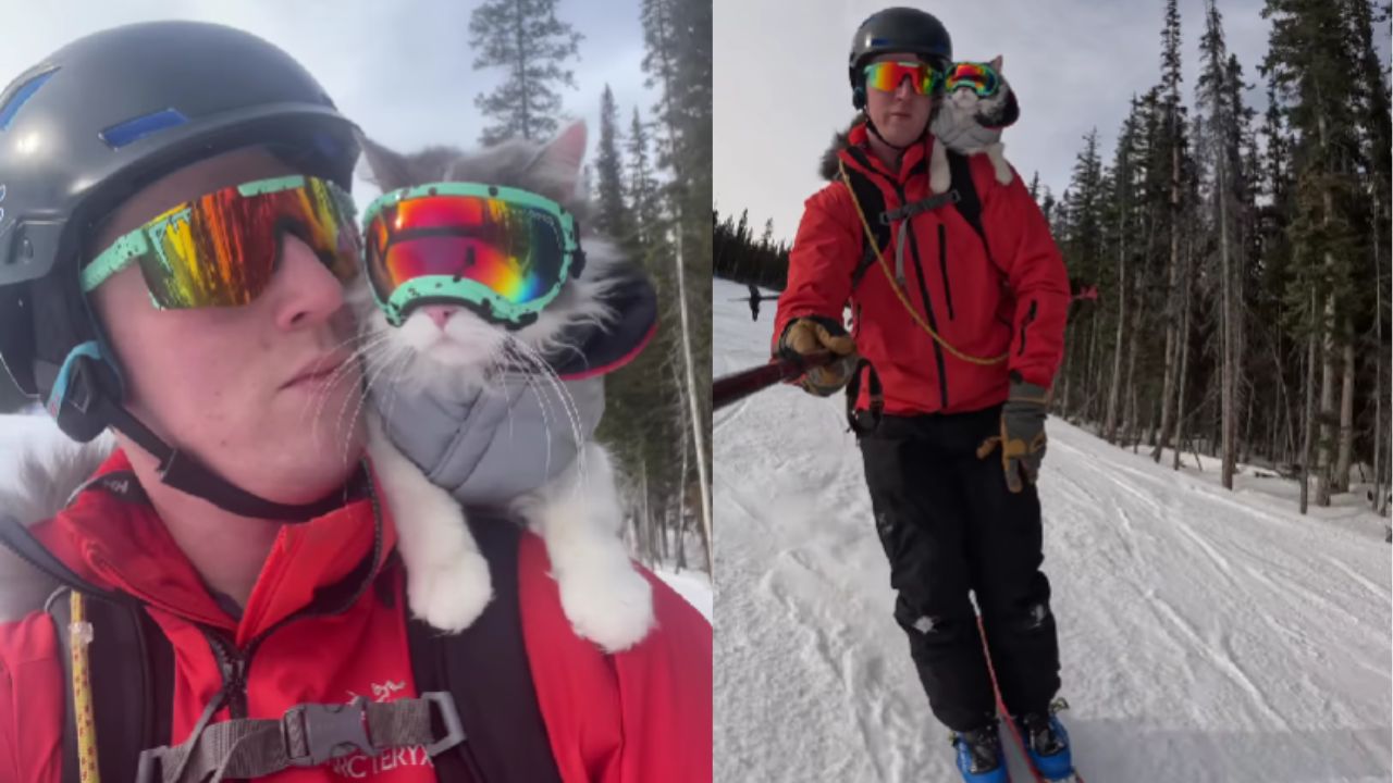 gatto sciatore