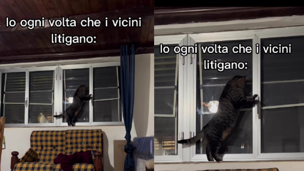 gatto spia vicini