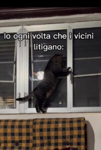 Il gatto ama restare informato sulla vita dei vicini, quindi origlia dalla finestra ogni volta che litigano (VIDEO)