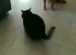 Il simpatico gattino ci mostra uno stranissimo gioco fatto con un limone (VIDEO)