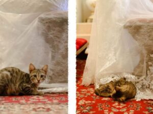 Gatto si autoinvita ad un matrimonio e si accoccola accanto al velo della sposa