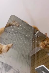 Il gattino vi fissa mentre fate la doccia; voi come reagireste? (VIDEO)