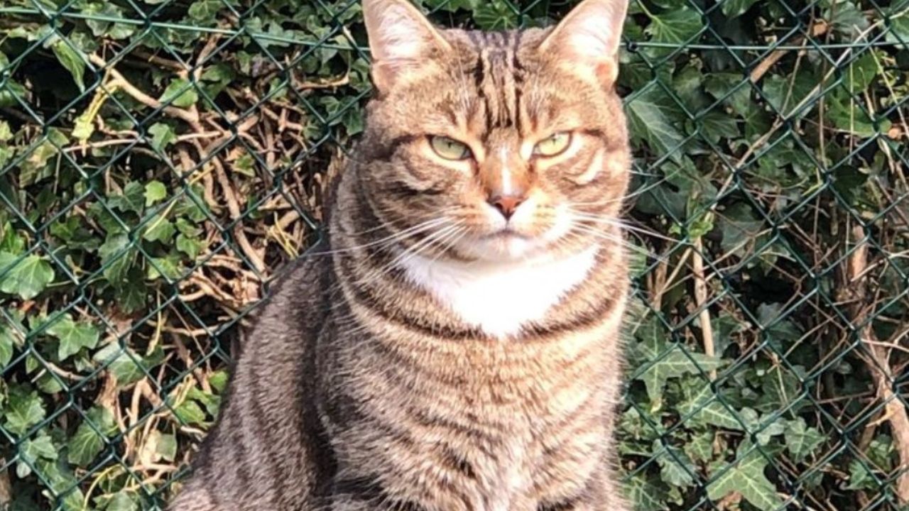 gatto tigrato dietro alla siepe