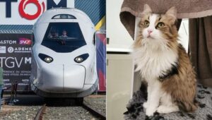 Gatto bianco e marrone e treno TGV