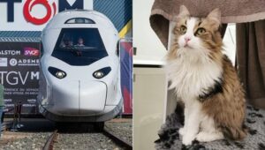 Gatto travolto da un treno in partenza: la rabbia della proprietaria di Neko