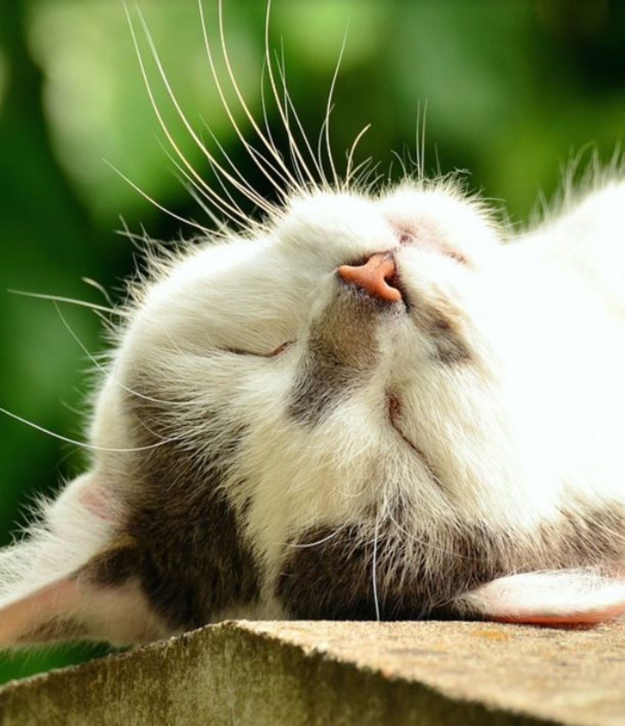 un gatto dal mantello bianco che dorme