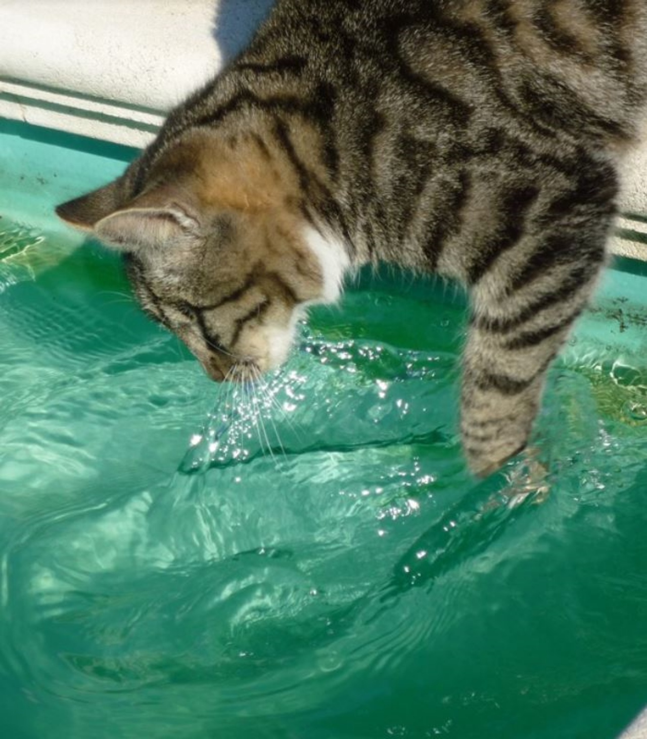Un gatto che vorrebbe entrare in una piscina