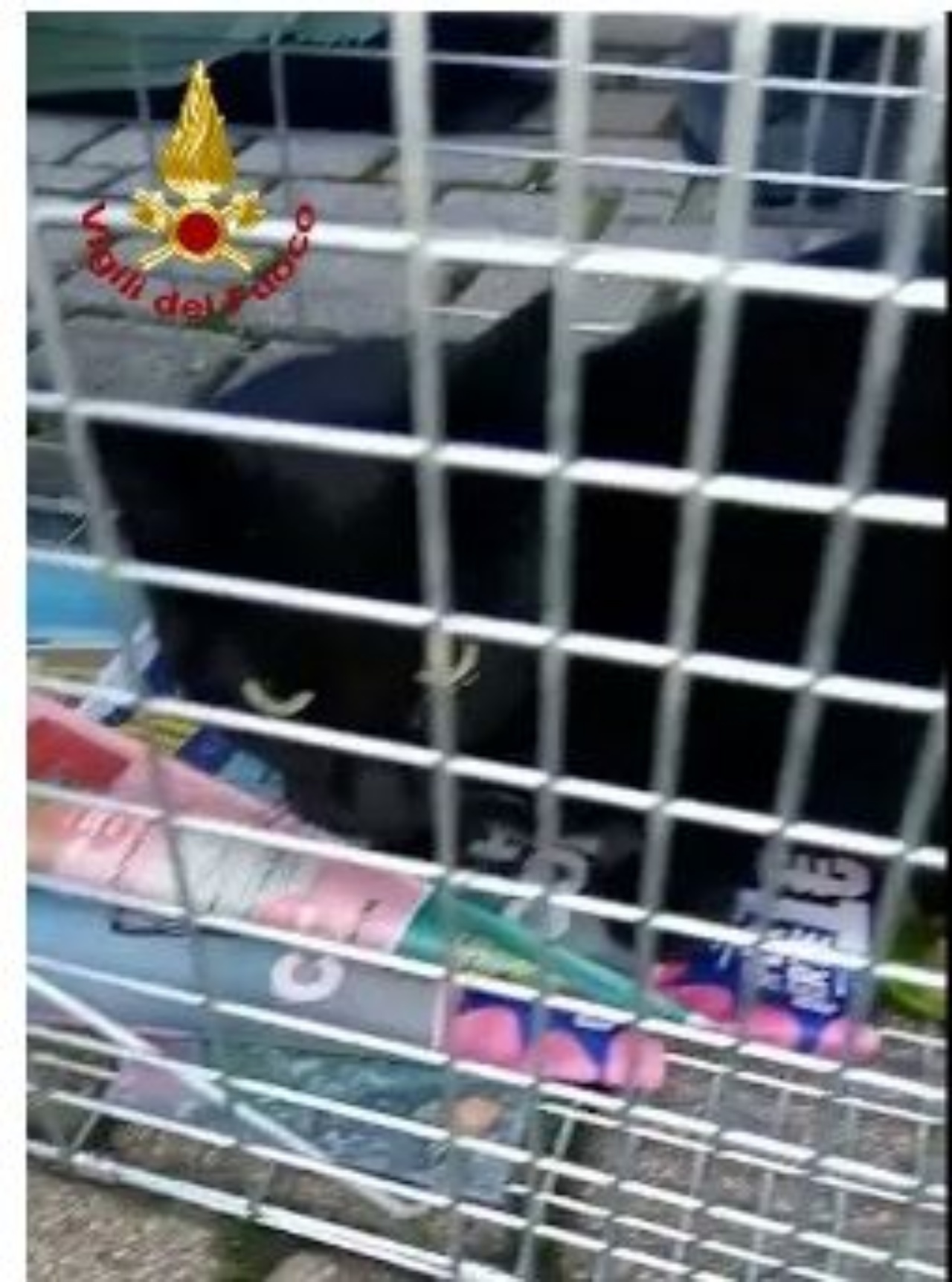 un gatto nero dentro un trasportino
