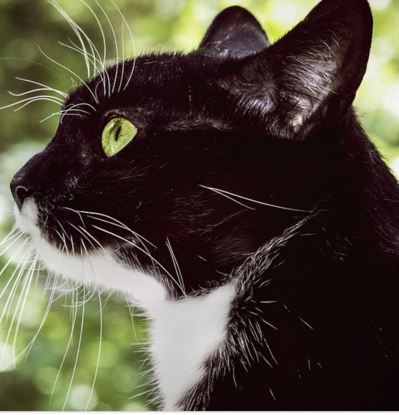 Un gatto nero e bianco con gli occhi verdi
