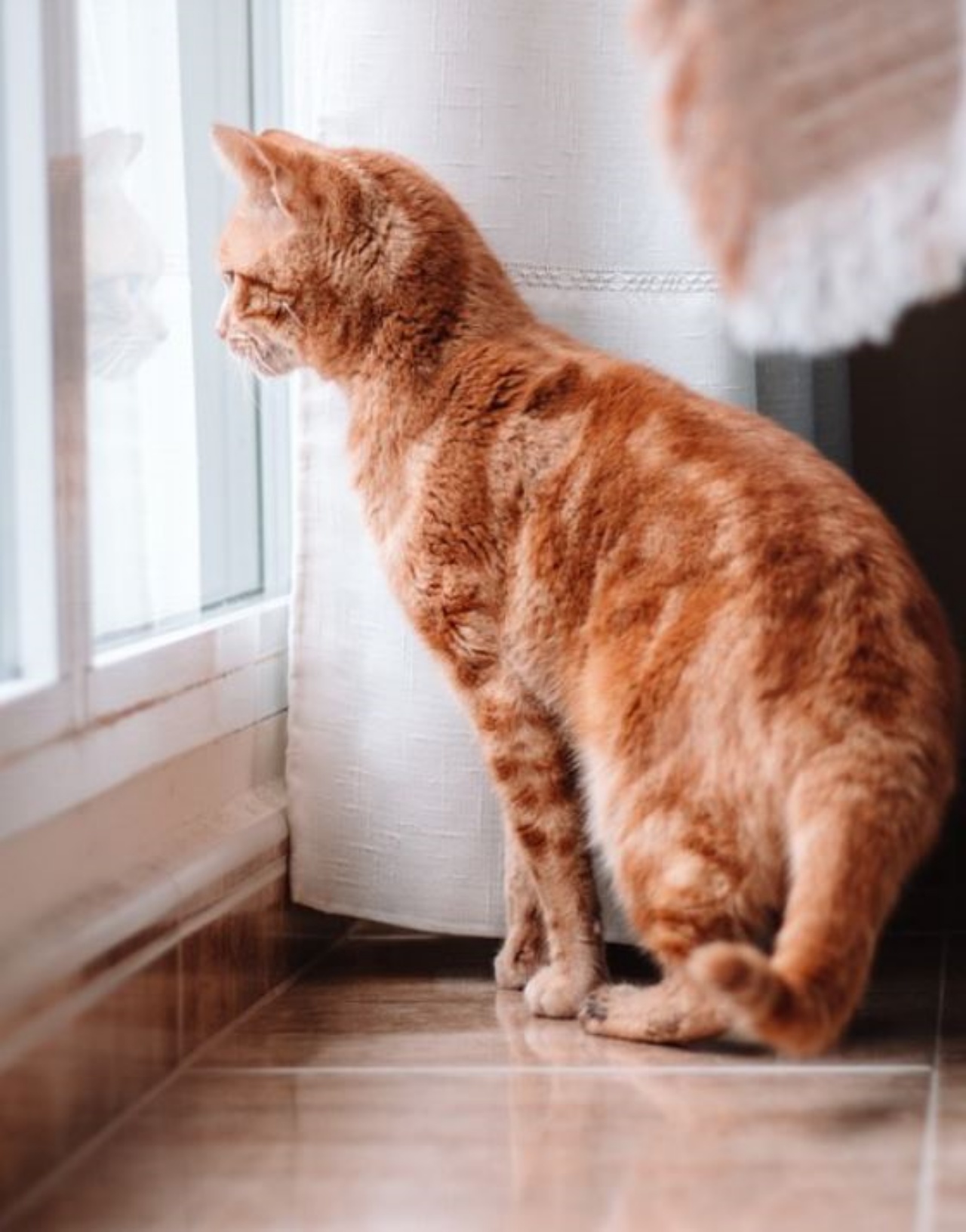 Un gatto dal mantello arancione