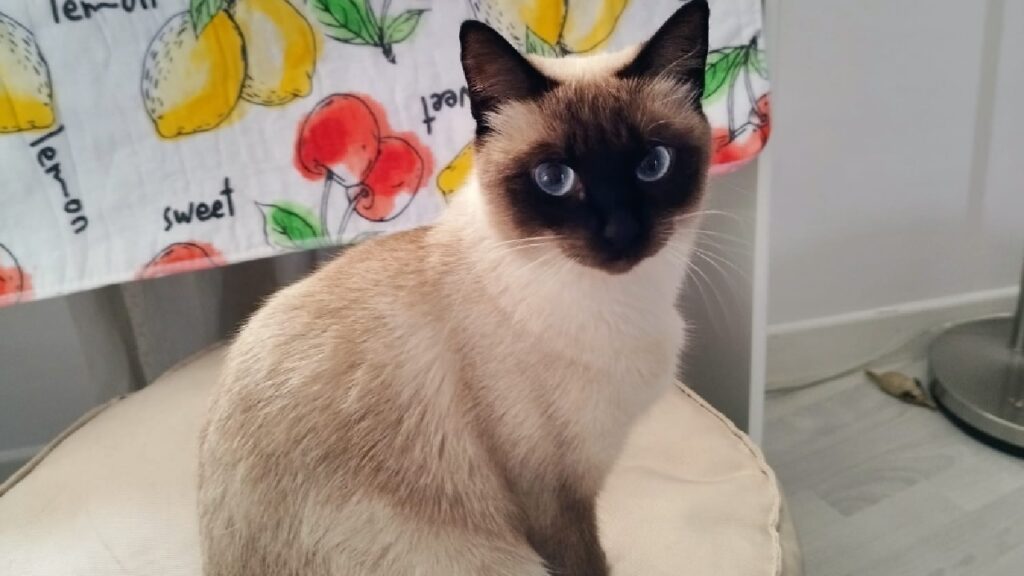 gatta siamese pelo scuro e chiaro