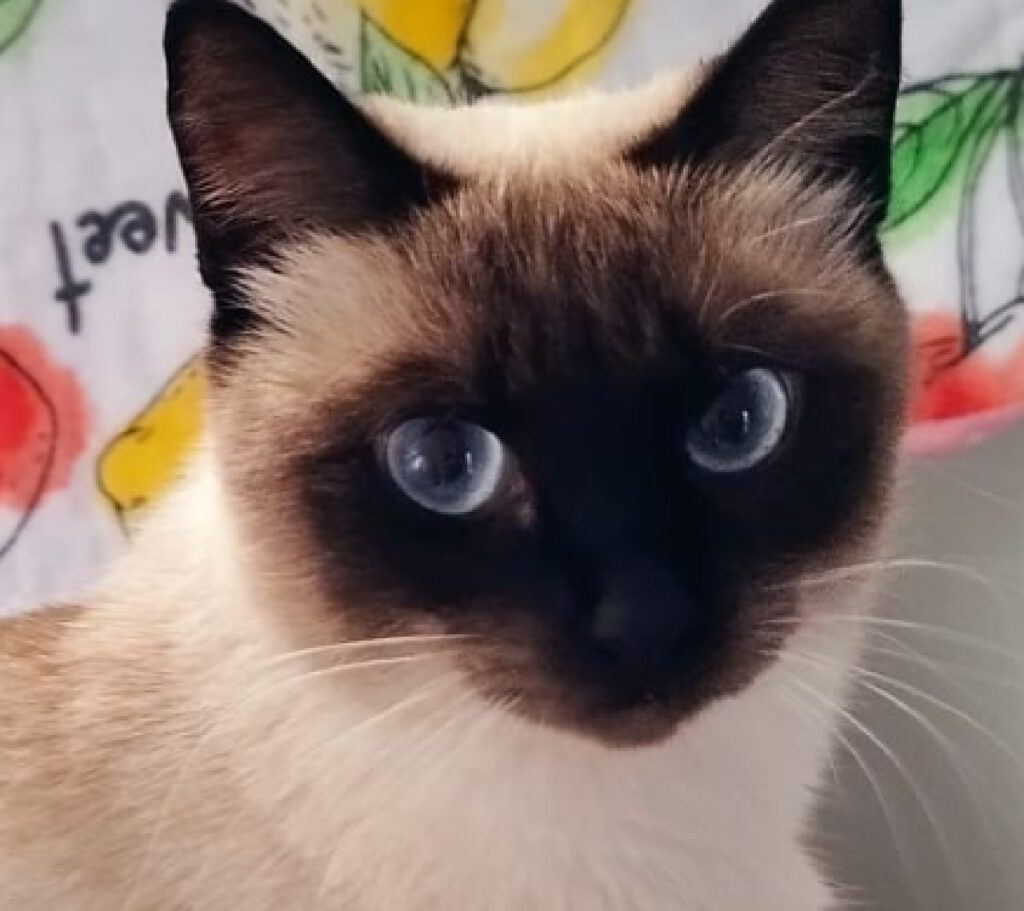 gatta siamese femmina