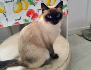 Giovo, una fuga rocambolesca decreta lo smarrimento di Luna, una gatta Siamese di circa un anno